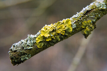 Winter, plants covered with falling rime. Nature and gardening.
