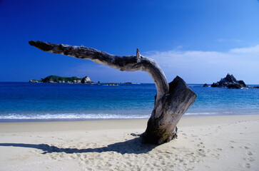 A striking piece of driftwood, curving dramatically on the sandy shoreline, evokes the beauty of natural forms and the interplay between land and ocean in Huatulco Mexico