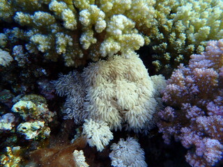 White pulse coral or pom pom xenia (Xenia umbellata) undersea, Red Sea, Egypt, Sharm El Sheikh,...