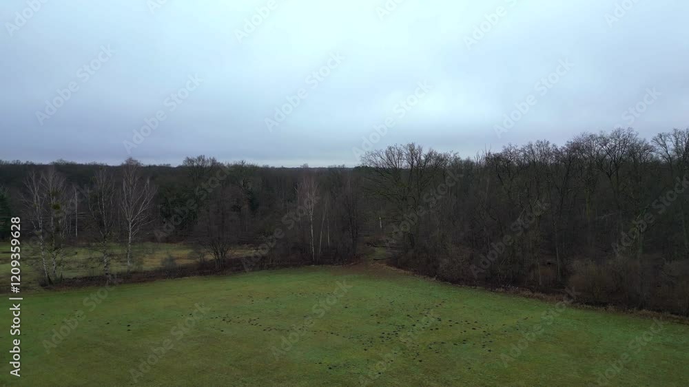 Poster aerial view of railroad crossing large forest under overcast sky, creating moody and atmospheric lan