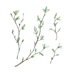Tree branches with buds and leaves spring. Set of isolated on white background elements hand drawn with watercolor. Objects for design of labels and textiles © Anastasiia