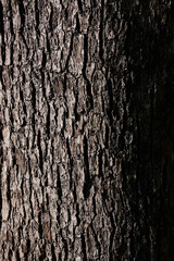 Obraz premium 樹皮 木の幹
