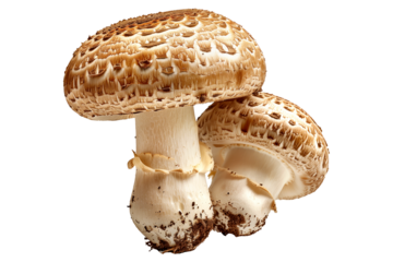 Closeup of White Button mushroom showing its textured cap and stem isolated on a white background. Concept of fungi and nature