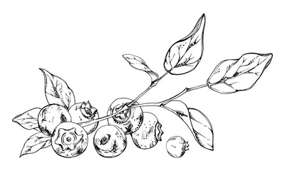 Blueberry blackberry cluster group with plant leaves on branch, ripe forest berry hand drawn in ink vector. Isolated botanical illustration, for restaurant, dessert cafe menu, wedding, farmers market