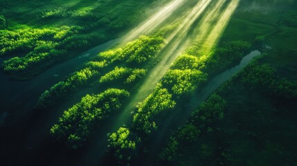 Fototapeta premium Aerial view of lush greenery bathed in sunlight, showcasing nature's tranquility.