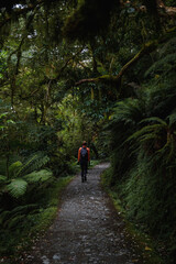 Fototapeta premium Hiker trekking through fern forest on a small path in Fiordland National Park near Key Summit (South Island, New Zealand)