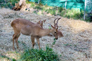 Lyra the deer eats grass at the zoo
