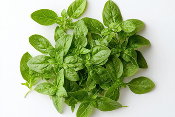 Fototapeta premium Fresh oregano leaves on white background isolated design
