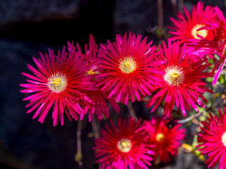 Flowering Ruschioideae (Tribus Ruschieae) flowers near the village of Estreito da Calheta.