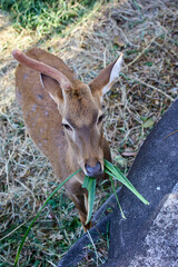 Lyra the deer in close-up eating grass at the zoo