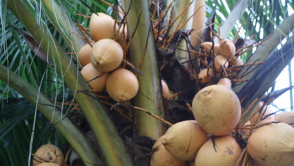 coconut palm tree in the garden