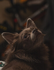 Portrait of a cute and small dog. Chihuahua