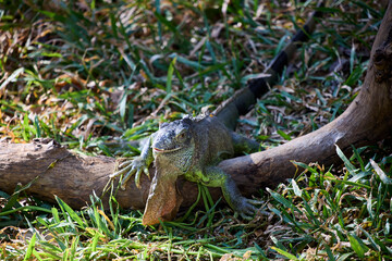A large iguana sits on a branch in the gras
