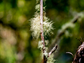 Usnea barbata near the Balc&otilde;es Viewpoint.