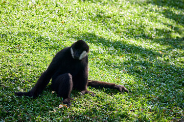 A white-cheeked gibbon sits on the grass