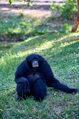 Siamang gibbon sits on the grass and looks at the camera