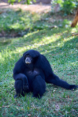 Siamang gibbon sits on the grass