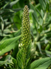 Green Madeira viper's bugloss (Echium candicans) near the Balc&otilde;es Veiwpoint.