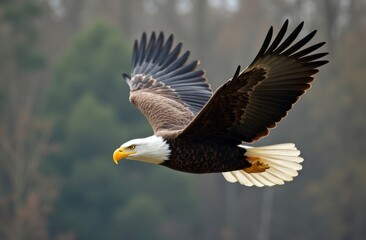 Fototapeta premium Majestic bald eagle soaring through the air with outstretched wings, showcasing powerful details of its white head, dark feathers, and sharp yellow beak against a blurred forest background