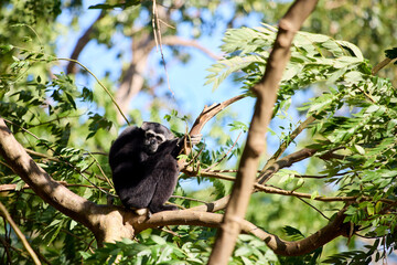 Black-capped gibbon sitting on a tree