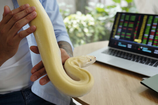 Person gently holding an albino python while working from home office with laptop showing stock market charts in background