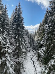 Aerial view of winter forest in the mountains. Small stream creek between high snow-covered pine trees.