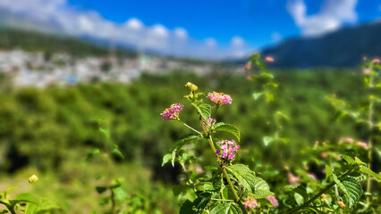 Pink Flowers Bloom Beautifully in the Mountain Scenery with Green Leaves and Clear Blue Sky Background.