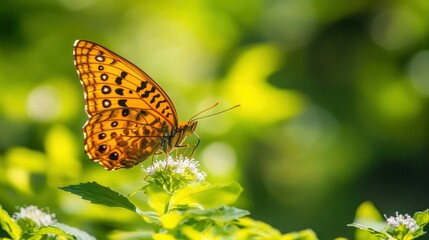 Obraz premium Colorful butterfly feeding on wildflower during golden sunset