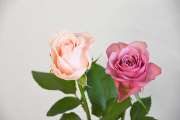 ピンクと紫のばら