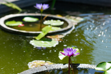 Nymphaea caerulea in a pond. Blue star water lily. Aquatic plant. Blue lotus.