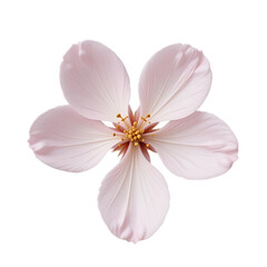 Fototapeta premium Exquisite Pink Blossom: A Symbol of Serenity and Peace