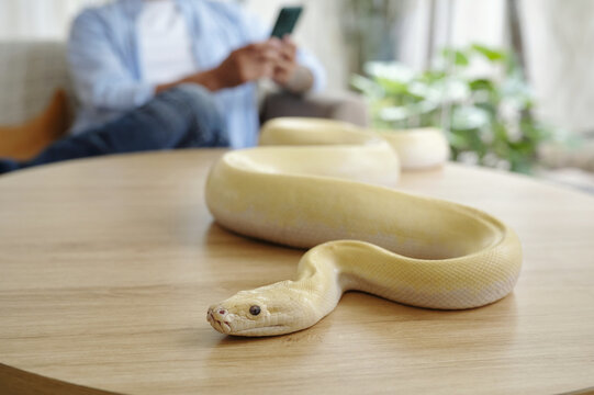 Yellow python coiled on wooden table in living room with blurred background of a person holding phone and relaxed ambiance