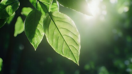A macro image of a fresh green leaf with visible veins and a glossy finish. The sunlight creates soft highlights and shadows, enhancing its natural beauty.