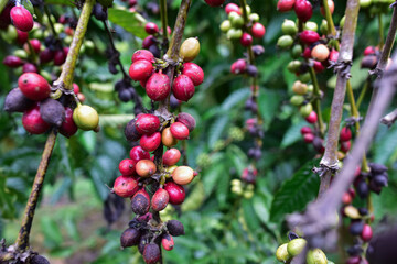 The coffee beans are about to ripen, Natural green and red colorful coffee unripe beans plants in plantation background scenery view, Coffee plant Branch with full of ripening coffee berries