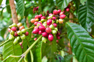 The coffee beans are about to ripen, Natural green and red colorful coffee unripe beans plants in plantation background scenery view, Coffee plant Branch with full of ripening coffee berries