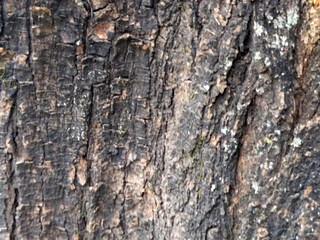 closeup of dry tree bark texture and background, nature concept, backdrop wallpaper