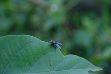 Close-Up Macro Image of House Fly on Green Leaf Highlighting Detailed Anatomy and Translucent Wings