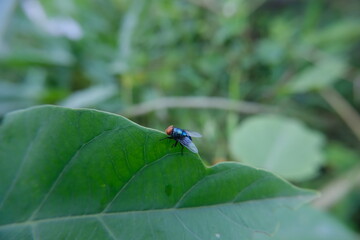 Macro Close-Up of Common Housefly Resting on a Green Leaf in Natural Light