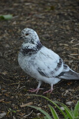 Pigeon on the ground