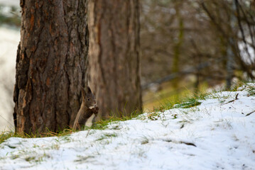 Squirrel eating oak acorn in a park in winter