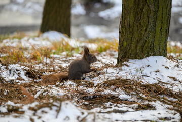 Squirrel eating oak acorn in a park in winter