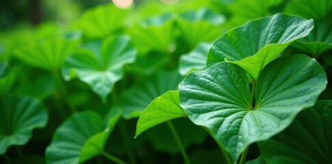 Fresh kava piper methysticum leaves in a garden, plant, botanical