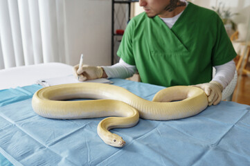 Veterinarian in green scrub examining a large yellow snake on examination table in clinic room with...