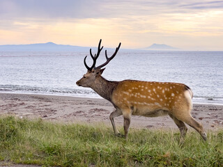 Yezo sika deer (Cervus nippon yesoensis) male walking near the beach at Notsuke Peninsula in Hokkaido island.