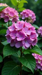 Hydrangea bloom with lush green leaves and surrounding garden flowers in full bloom, blooms, flowers