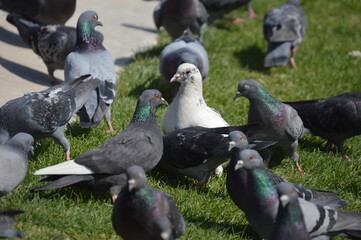 Be the odd one in the crowd