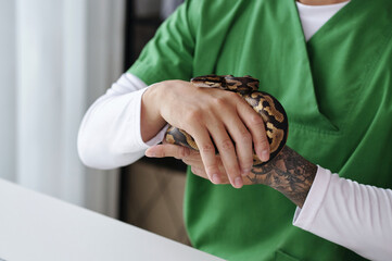 Person in green outfit carefully holding a snake with brown and black patterns. Snake handling shows a serene interaction, focusing on gentle care and animal handling