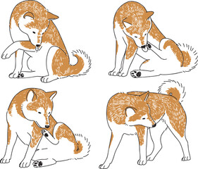 毛づくろいをする柴犬の手書きイラスト