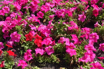 Red and magenta colored flowers of petunias in August