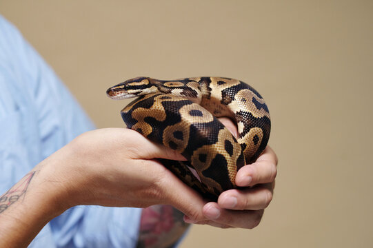 Close-up image of someone gently holding a ball python with tattooed arms. The person wears a light blue sleeve, displaying the contrasting colors of the snake's scales